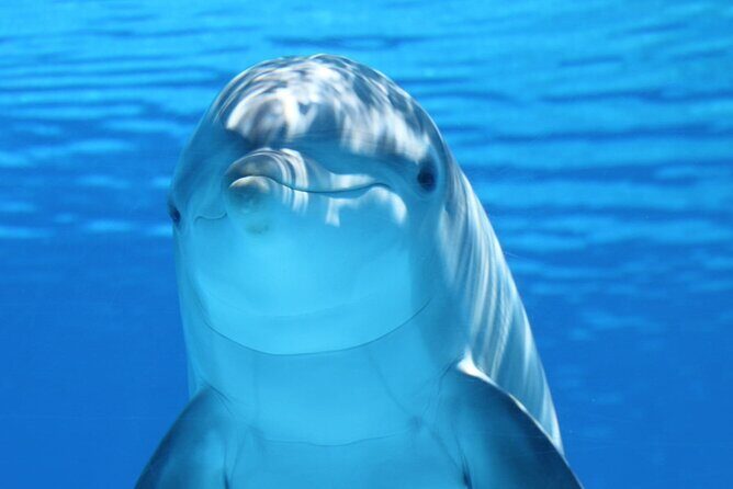 Private Full-Day: Dolphin & Monkey Jungle Adventure - Key Points