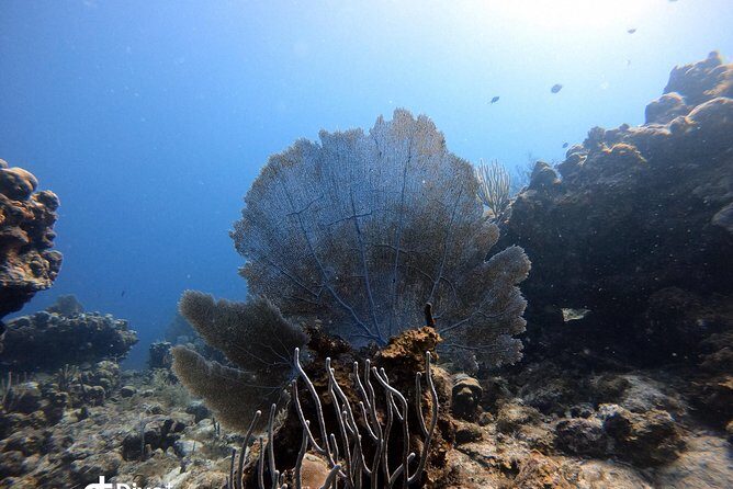 Private Full Day Guided Snorkeling or Diving Charter in St Thomas - The Reviews: Authentic Perspectives
