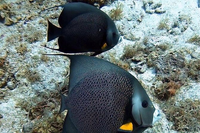 Private Full Day Guided Snorkeling or Diving Charter in St Thomas - Practical Tips for Future Travelers