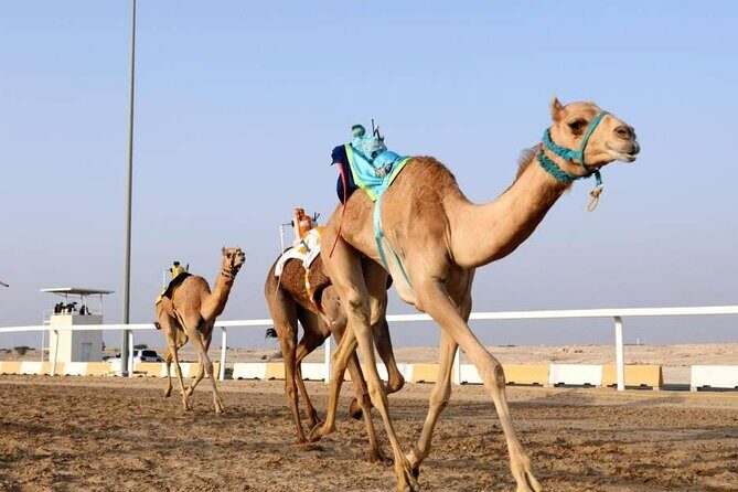 Private Full Day Guided Tour in Qatar North and West - Final Thoughts