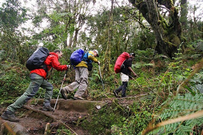 Private Full Day Hiking Experience to Marangu Route - Final Words