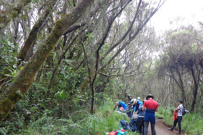 Private Full-Day Hiking Tour in Mount Kilimanjaro - The Sum Up: Who Should Consider This Tour?