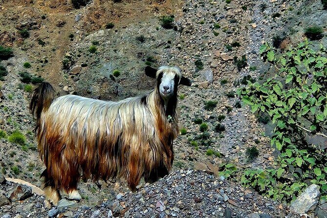 Private Full-Day Jebel Akhdar-Al Suwjara Village Tour - Who Will Love This Tour?