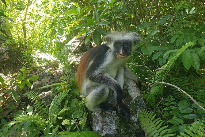 Private Full Day Jozani, Paje Beach and Rock Restaurant Tour - Key Points