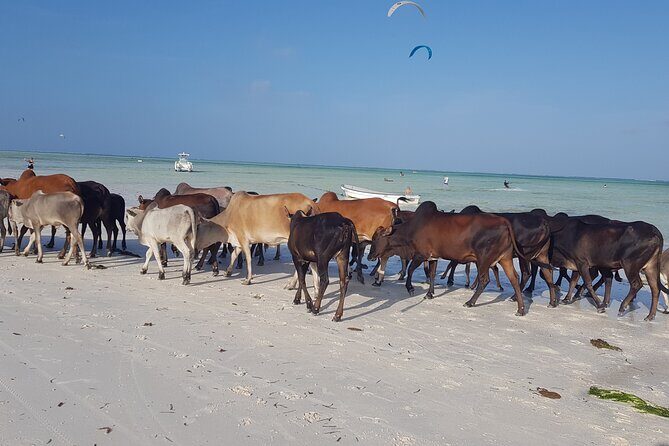 Private Full Day Jozani, Paje Beach and Rock Restaurant Tour - An Authentic Day in Zanzibar: An Overview