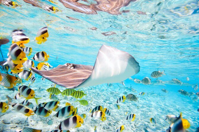 Private Full-Day Lagoon Adventure in Bora Bora with BBQ Lunch - Real Experiences from Travelers