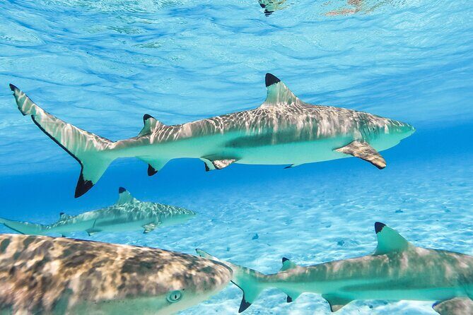 Private Full-Day Lagoon Adventure in Bora Bora with BBQ Lunch - Who Will Enjoy This Experience?