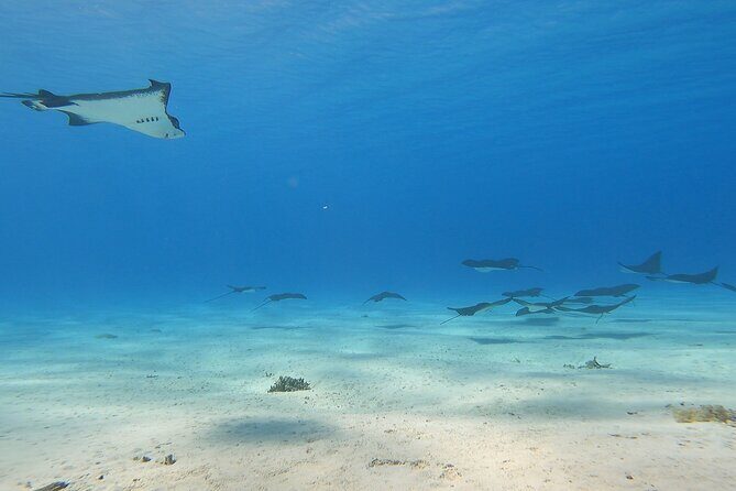 Private Full Day Lagoon Safari and Lunch on a Motu in Bora Bora - Exploring the Bora Bora Lagoon: What’s Included?