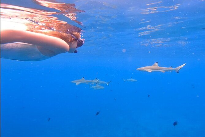 Private Full Day Lagoon Safari and Lunch on a Motu in Bora Bora - Who Will Love This Tour?