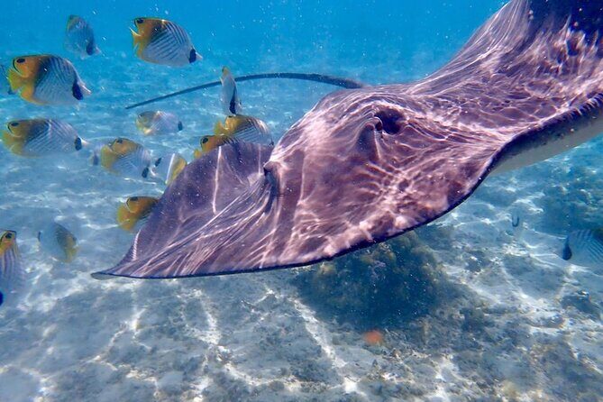 Private Full Day Lagoon Safari and Lunch on a Motu in Bora Bora - The Sum Up