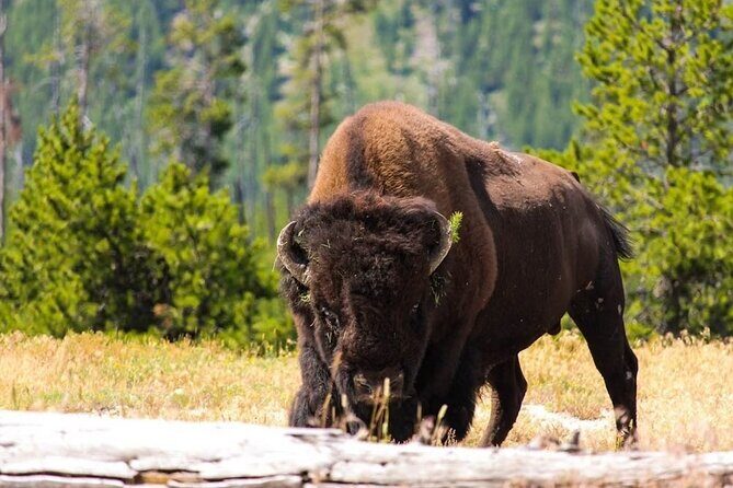 Private Full Day Luxury Tour at Yellowstone Park - What to Expect from the Full Day Yellowstone Tour