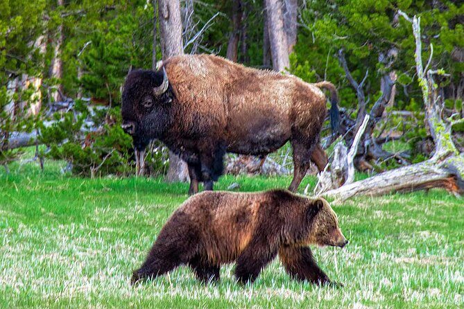 Private Full Day Luxury Tour at Yellowstone Park - Who Will Love This Tour?