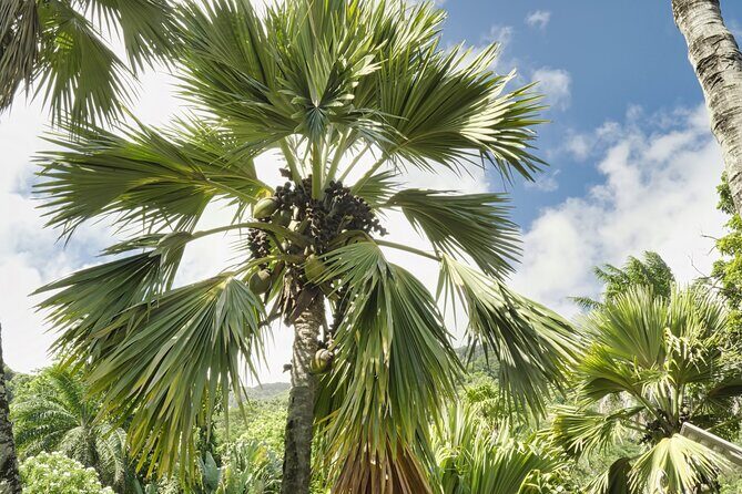 Private full day Mahe island tour 8-10 persons - Transportation and Group Size: What to Know