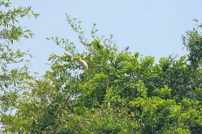 Private Full Day Mekong Delta Tour to Dong Thap Muoi Wetlands - FAQ