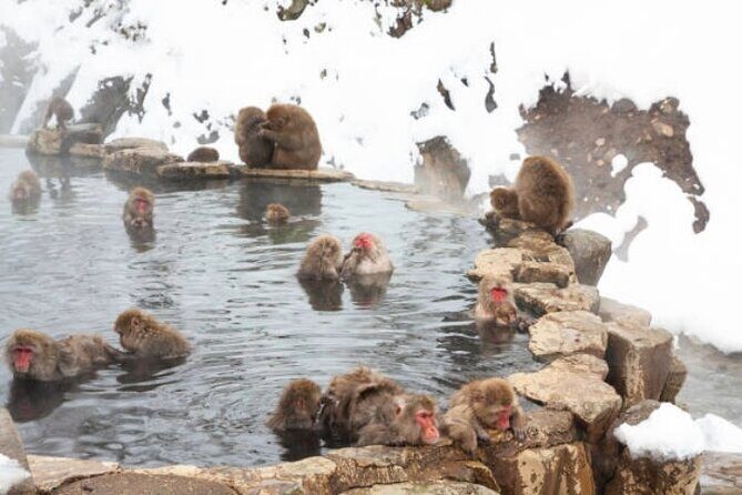 Private Full Day Nagano Day Tour w/ Hotel Pick-Up - Key Points