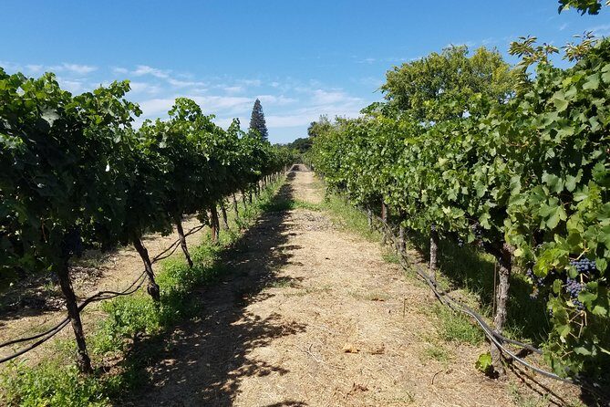Private Full-Day Napa Wine Tour in a Luxury Vehicle - What to Expect on the Tour