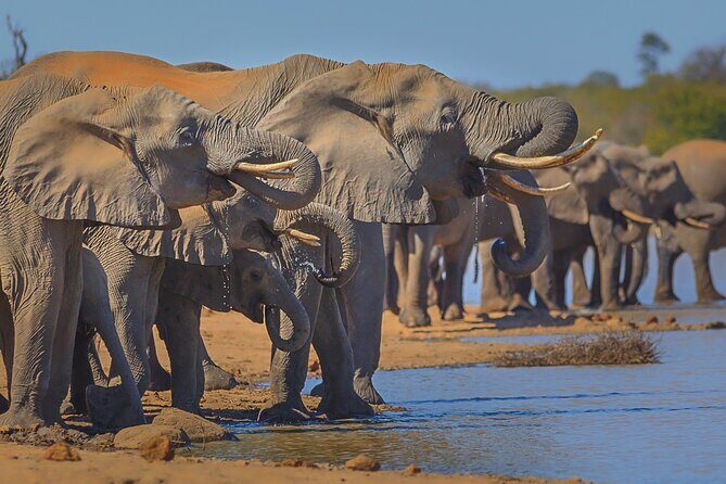 Private Full Day Safari (10 hours) in Kruger National Park - Unpacking the Experience: A Step-by-Step Breakdown