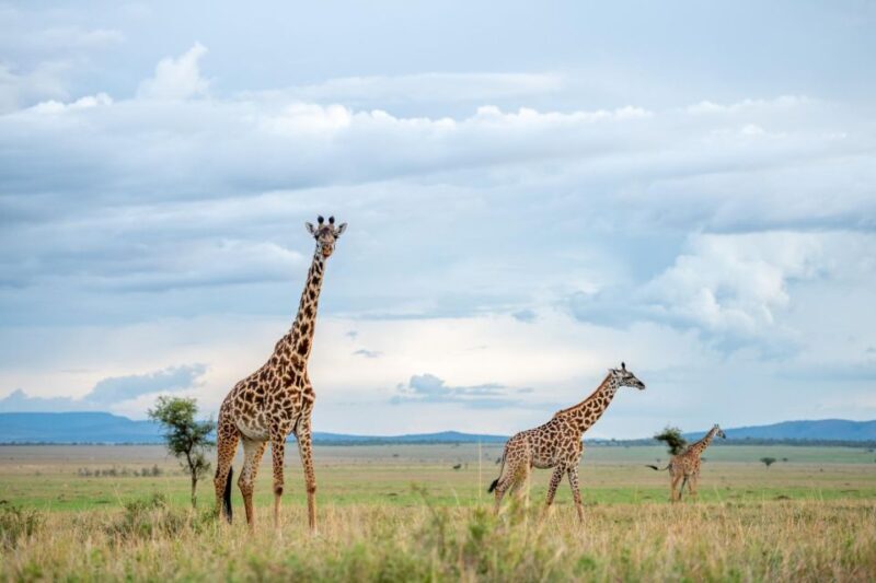 Private Full Day Safari Adventure in Addo National Park - Discovering the Private Full Day Safari in Addo National Park
