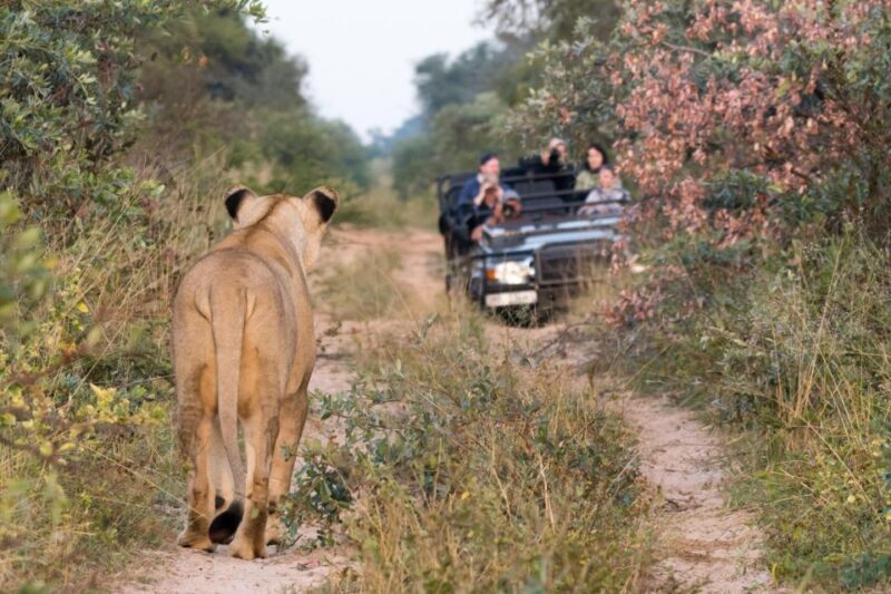 Private Full Day Safari Adventure in Addo National Park - An In-Depth Look at the Safari Experience