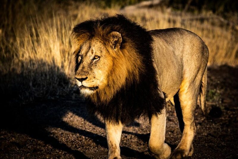 Private Full Day Safari Adventure in Addo National Park - Final Thoughts