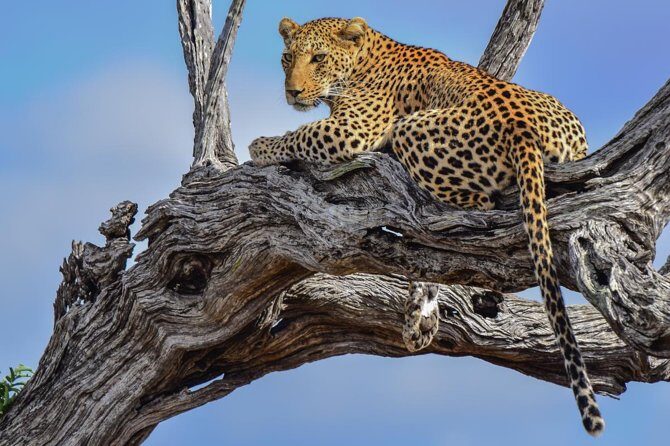 Private Full Day Safari l Kruger National Park from Hazyview or Skukuza - Why Choose This Kruger Safari?