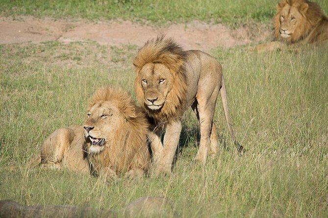 Private Full Day Safari l Kruger National Park from Hazyview or Skukuza - The Main Highlights