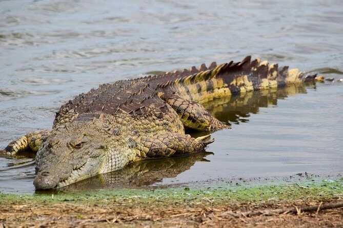 Private Full Day Safari l Kruger National Park from Hazyview or Skukuza - Practical Details