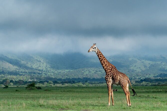 Private Full-Day Tour Akagera Game Drive - FAQs