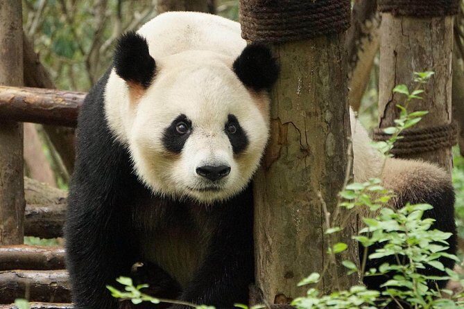 Private Full-Day Tour: Chengdu City Highlights - A Deep Dive into the Experience