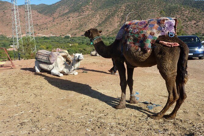 Private Full Day Tour from Marrakech to Ourika - Learning About Argan Oil Production