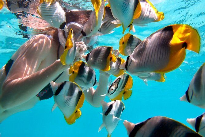 PRIVATE Full Day Tour : Moorea Snorkeling & Sailing on a Catamaran named Taboo - The Sum Up
