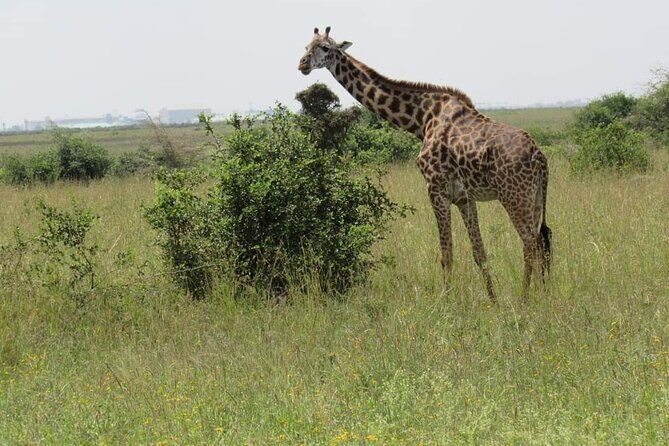 Private Full-Day Tour To Hell's Gate Biking and Lake Naivasha from Nairobi - An In-Depth Look at the Experience