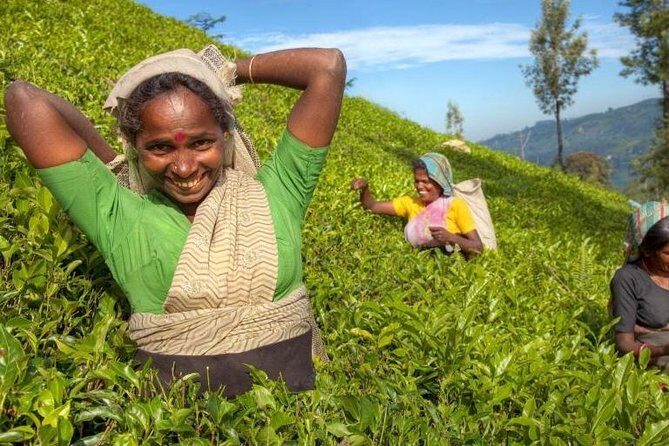 Private Full Day Tour to Nuwara Eliya from Kandy - A Practical Guide to the Private Full Day Tour to Nuwara Eliya from Kandy