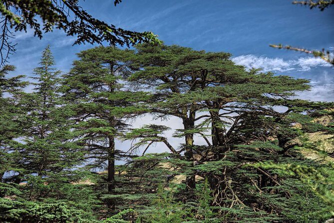 Private Full-Day Tour to Qadisha valley, Bcharre and Cedars of God from Beirut - FAQs