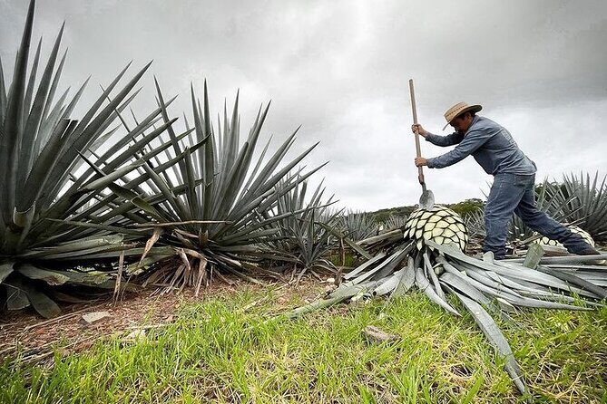 Private Full-Day Tour to Tequila Pueblo Magico - Frequently Asked Questions