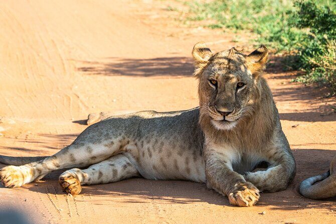 Private full day tour to Tsavo East National Park - Exploring Kenya’s Tsavo East: The Full-Size Safari Experience