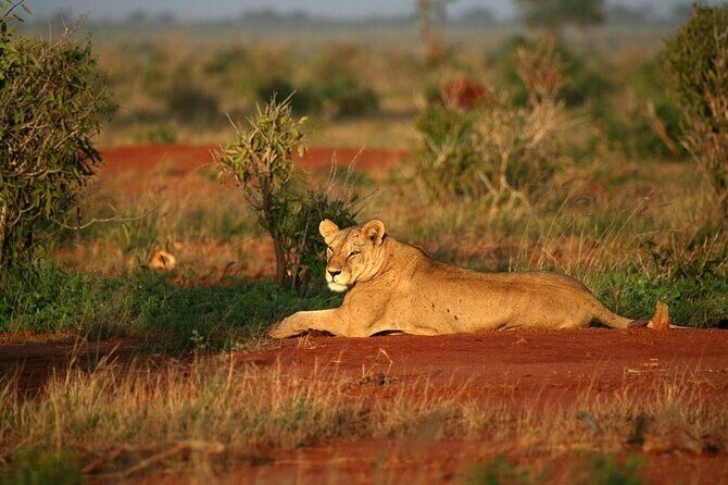Private full day tour to Tsavo East National Park - Final Thoughts: Is It Worth It?