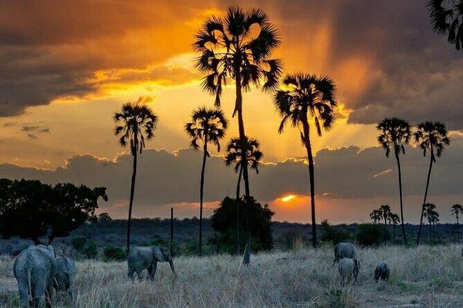 Private Full-Day Trip to Mikumi National Park from Dar es Salaam - Who Is This Tour Best For?