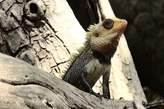 Private Full Day Udawalawe Safari Trip with Lunch - FAQ