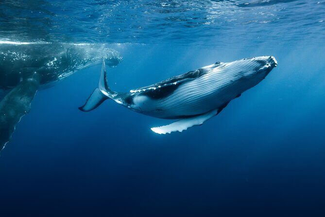 Private full day whale watching tour with lunch - An Honest Look at Mooreas Private Whale Watching Experience
