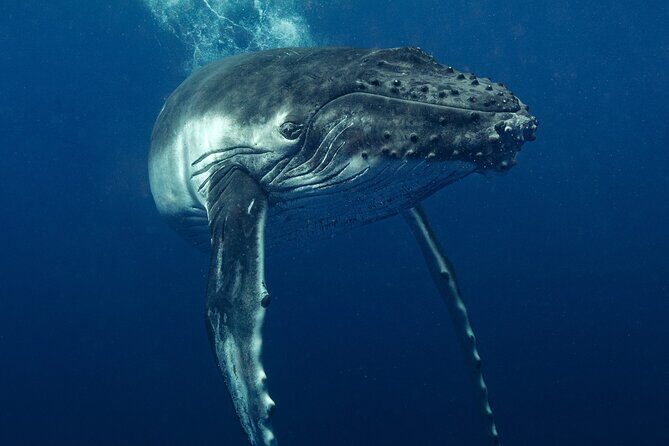 Private full day whale watching tour with lunch - Frequently Asked Questions