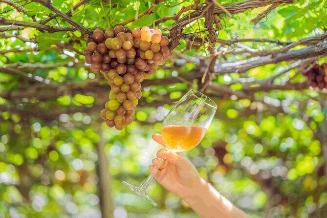 Private Full Day Wine Tour in Cape Town - Practical Details and Considerations