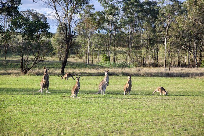 Private full-day wine tour in the Hunter Valley - Who Might Not Love It?