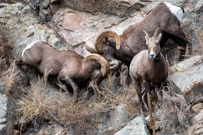 Private Geology Tour in Rocky Mountain National Park - Practical Details: Timing, Booking, and More