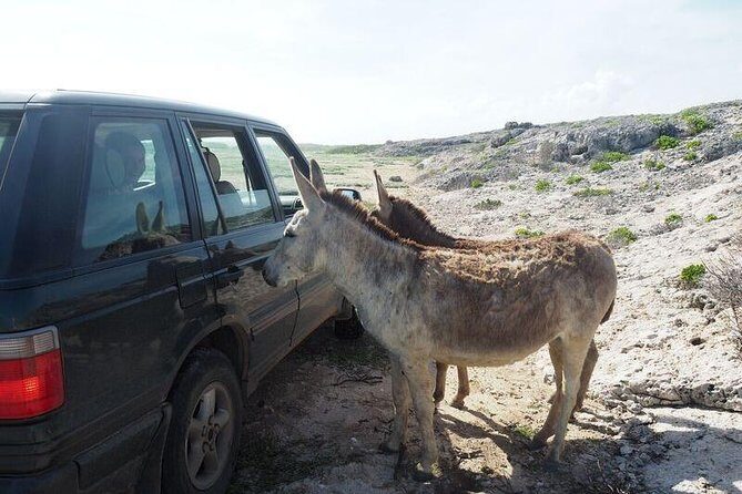 Private German Speaking Jeep Tours - Why Choose This Tour?
