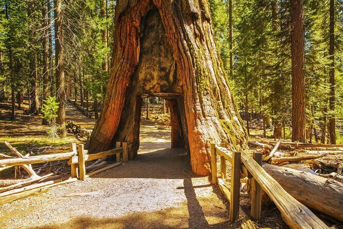 Private Giant Sequoia Grove Hike - Exploring the Ancient Giants: A Review of the Private Giant Sequoia Grove Hike