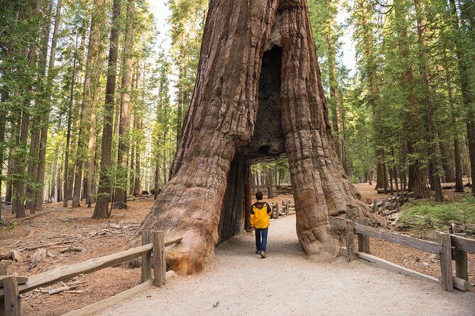 Private Giant Sequoia Grove Hike - An In-Depth Look at the Experience
