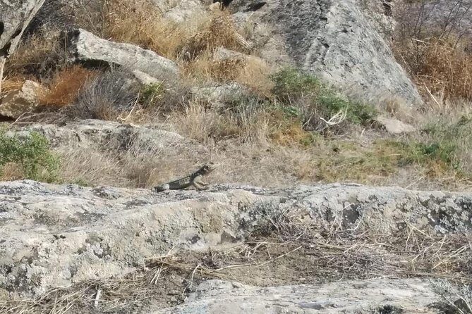 Private Gobustan Tour - What Travelers Say