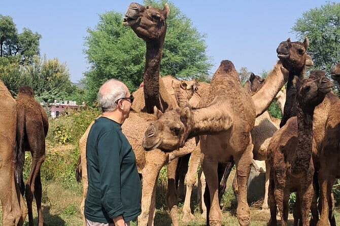 Private Golden Triangle Tour 5 Nights/6 Days - All Inclusive - What Travelers Say