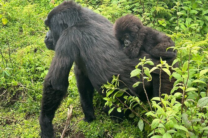 Private Gorilla Trekking Transfer from kigali to Volcanoes N.Park - Why This Tour Is a Great Choice